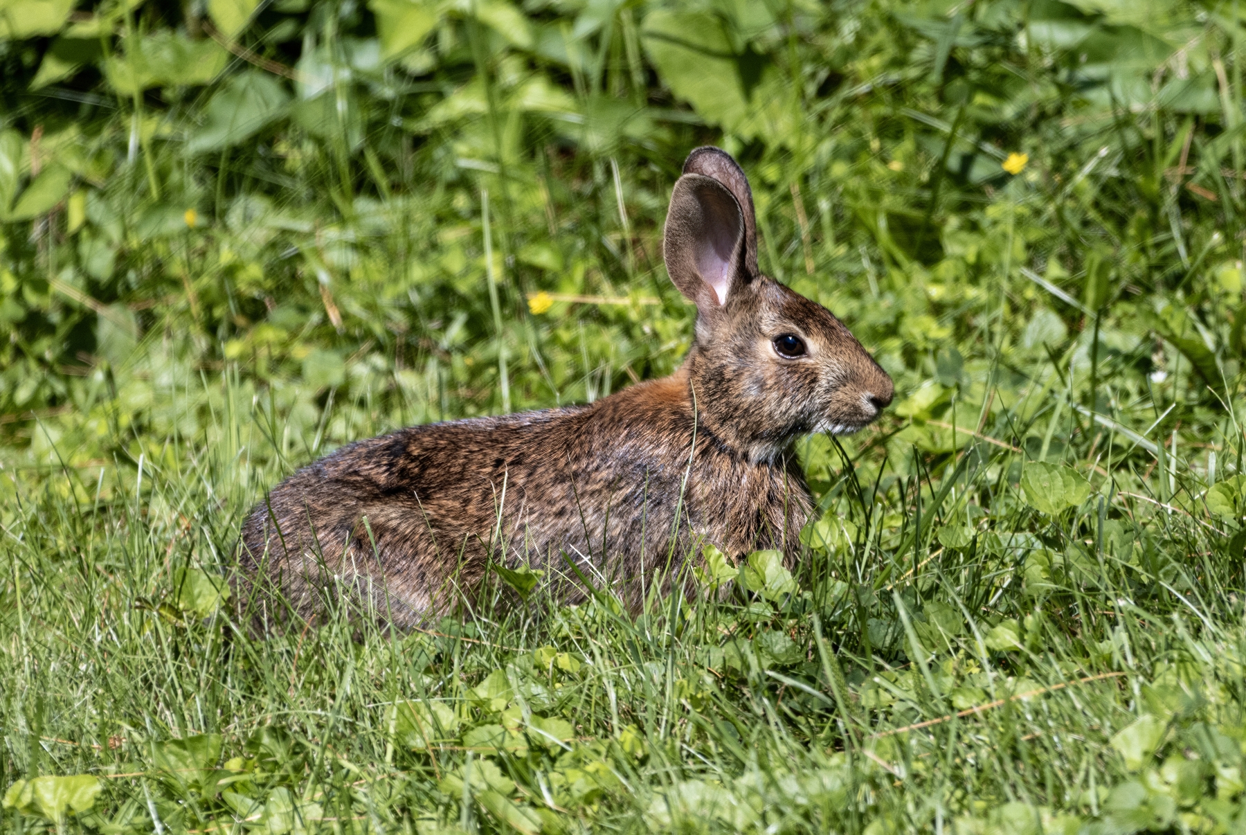 Cottontail Rabbit, Bristol, Vermont